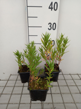 Planten Lysimachia thyrsiflora   pot 9x9 cm  