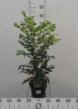 Planten Mahonia japonica   pot   30 50 cm