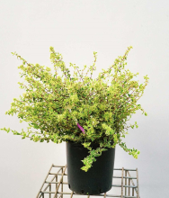 Planten Abelia x grandiflora 'Sparkling Silver'   pot 10L   50 60 cm