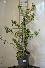 Planten Chaenomeles speciosa 'Scarlet Storm'   pot 12L   100 125 cm