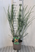 Planten Cytisus 'Andreanus Splendens'   pot   40 60 cm