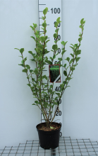 Planten Griselinia littoralis   pot 3L   40 50 cm  