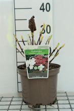 Planten Hydrangea macrophylla 'Lanarth White'   pot   25 30 cm