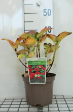 Planten Hydrangea macrophylla 'Schöne Bautznerin'   pot   25 30 cm