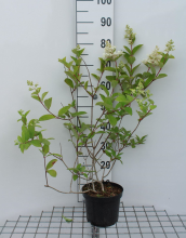 Planten Hydrangea paniculata 'Pink Diamond'   pot   40 50 cm