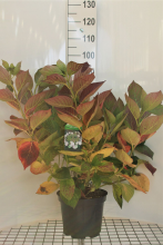 Planten Hydrangea macrophylla 'Libelle'   pot 10L   40 60 cm