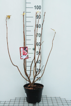 Planten Ribes sanguineum 'Pulborough Scarlet'   pot   50 60 cm