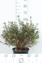 Planten Azalea japonica   paars   pot 10L   50 60 cm