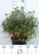 Planten Azalea japonica   roze   pot 10L   50 60 cm