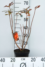 Planten Azalea knaphill   oranje   pot   40 50 cm
