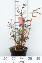 Planten Rhododendron 'Knaphill Red'   pot 7,5L   80+ cm