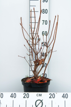Planten Rhododendron 'Knap Hill Pink'   pot 7,5L   80+ cm