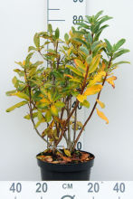 Planten Azalea knaphill   wit   pot 7,5L   80+ cm