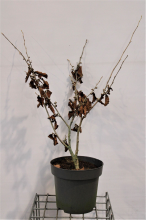 Planten Hamamelis x intermedia 'Jelena'   pot 12L   80 100 cm
