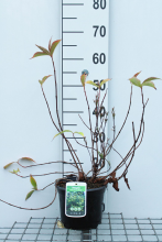 Planten Weigela florida 'Brigela' (French Lace, Moulin Rouge)   pot   50 60 cm