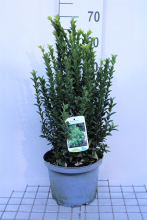 Planten Euonymus japonicus 'Green Spire'   pot 5L   40 60 cm  