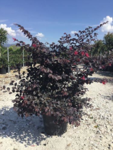Planten Loropetalum chinense 'Pearl' (Black Pearl)   pot 10L   40 50 cm