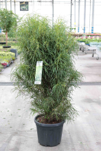Planten Frangula alnus 'Ron Williams' (Fine Line)   pot 35L   125 150 cm