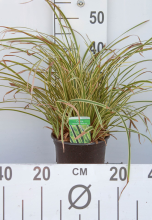 Planten Carex morrowii 'Vanilla Ice'   pot 3L