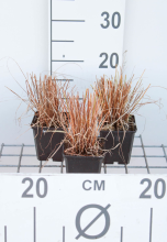 Planten Carex howardii 'Phoenix Green'   pot 9x9 cm  