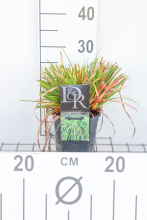 Planten Carex oshimensis 'Evergreen'   pot 3L  
