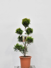 Planten x Cupressocyparis leylandii 'Gold Rider'   pot 9L   pompon