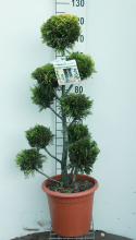 Planten x Cupressocyparis leylandii 'Gold Rider'   pot 14L   pompon
