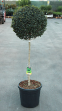 Planten Ligustrum delavayanum   pot 30L   halfstam boom