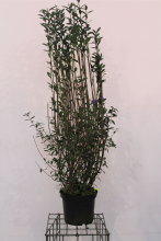 Planten Ligustrum vulgare   pot 12L   125 150 cm