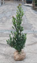 Planten Ilex x meserveae 'Heckenstar'   aardekluit   100 125 cm