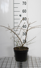 Planten Ligustrum obtusifolium 'Massif'   pot   25 30 cm