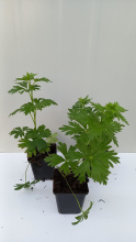 Planten Aconitum x cammarum 'Bicolor'   pot 9x9 cm  