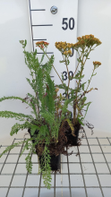Planten Achillea 'Feuerland'   pot 9x9 cm