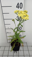 Planten Achillea millefolium 'Sunny Seduction'   pot 9x9 cm  