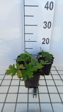 Planten Aconitum lamarckii   pot 9x9 cm