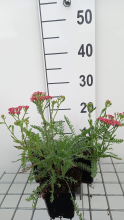 Planten Achillea millefolium 'Apricot Delight'   pot 9x9 cm