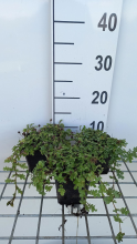 Planten Acaena magellanica   pot 9x9 cm