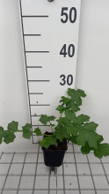 Planten Acanthus 'Mornings Candle'   pot 9x9 cm