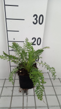 Planten Achillea 'Summer Pastels'   pot 9x9 cm  