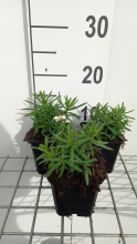 Planten Achillea ptarmica 'Nana Compacta'   pot 9x9 cm