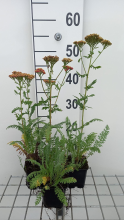 Planten Achillea 'Safran'   pot 9x9 cm