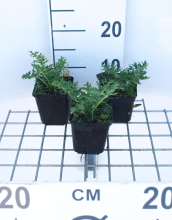 Planten Acanthus spinosus   pot 9x9 cm