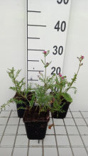 Planten Achillea 'Velour'   pot 9x9 cm