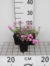 Planten Aethionema armenum 'Warley Rose'   pot 9x9 cm
