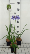 Planten Agapanthus 'Blue Giant'   pot 9x9 cm  