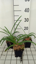 Planten Agapanthus 'Dr Brouwer'   pot 9x9 cm  