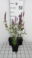 Planten Agastache rugosa 'Little Adder'   pot 9x9 cm