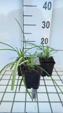 Planten Agapanthus 'Navy Blue'   pot 9x9 cm  