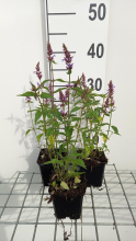 Planten Agastache 'Purple Haze'   pot 9x9 cm