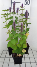 Planten Agastache rugosa   pot 9x9 cm  
